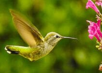 What Birds Can Fly Backwards