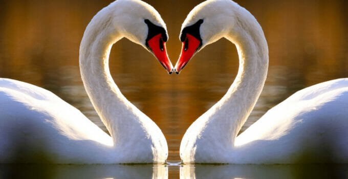 What Birds Mate For Life