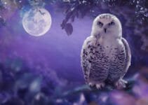 What Birds Fly At Night What Birds Fly At Night