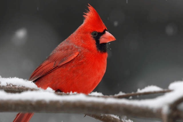 What Birds Eat Safflower Seeds