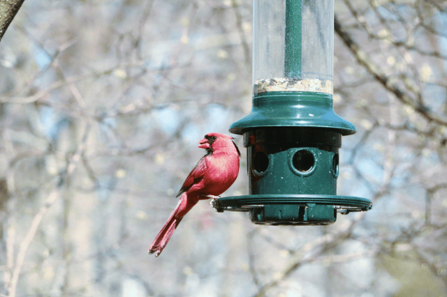 What Birds Eat Safflower Seeds