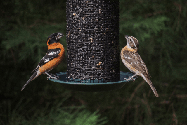 Grosbeaks