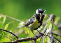 What Birds Eat Mosquitoes