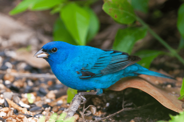 Indigo Bunting