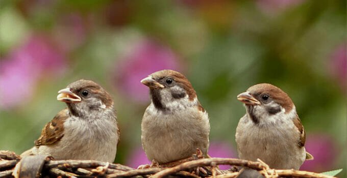 What Birds Talk The Most