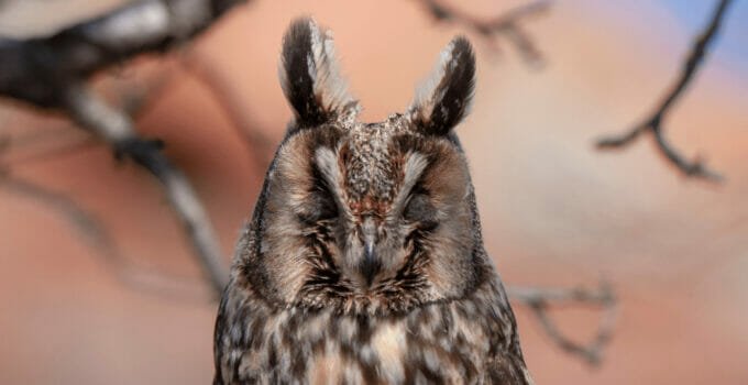 Do Birds Have Ears