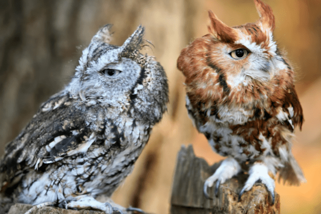 Do Birds Have Ears