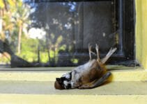 Why Do Birds Fly Into Windows
