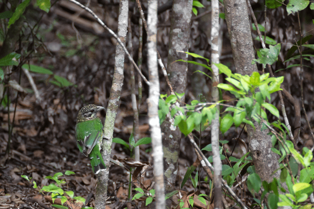 Spotted Catbird