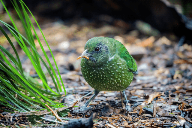 Spotted Catbird