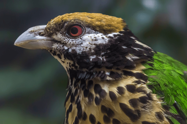 Spotted Catbird
