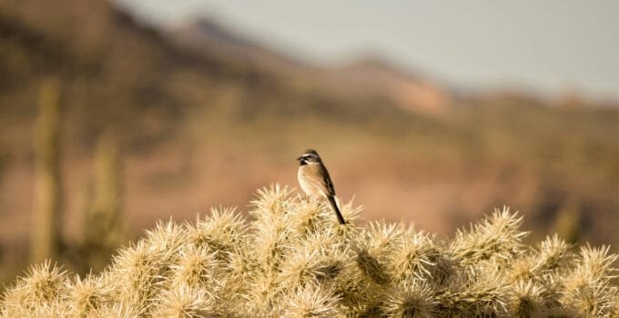 What Birds Live In The Desert