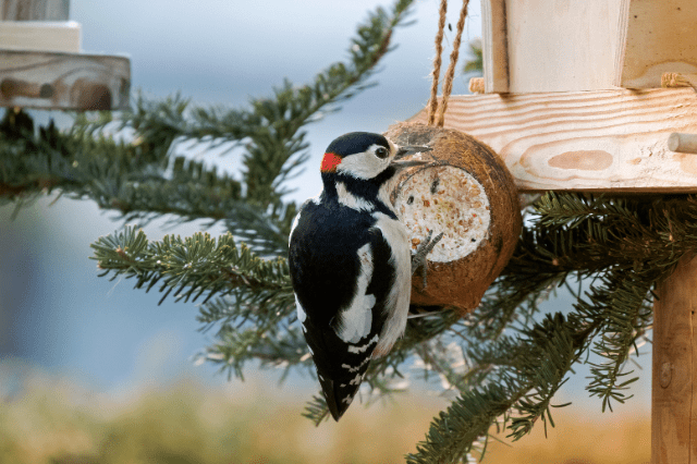 What Birds Eat Suet