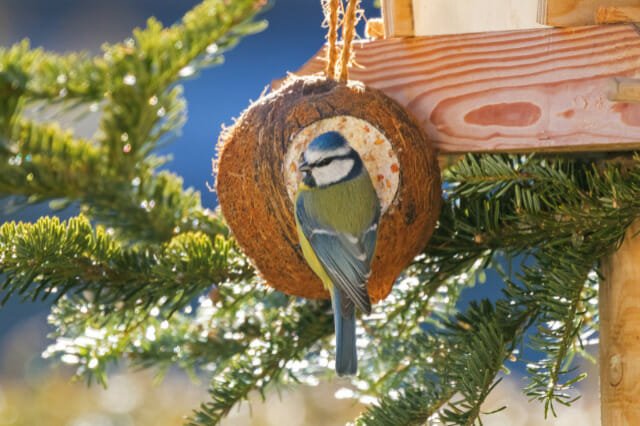 What Birds Eat Suet