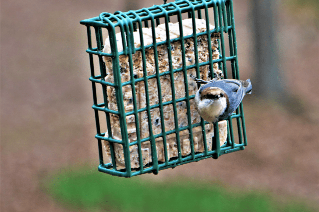 Suet Feeders
