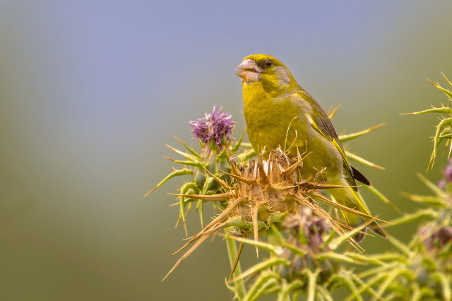 What Birds Eat Thistle