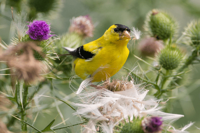 What Birds Eat Thistle