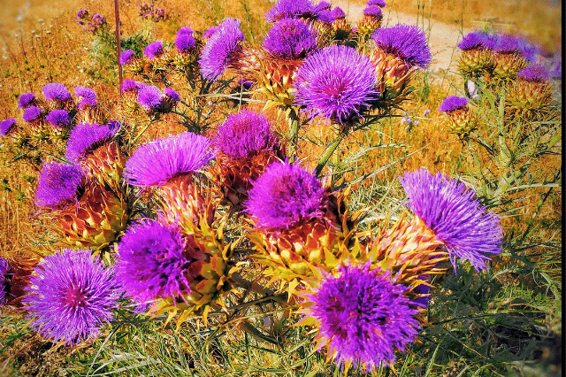 What Birds Eat Thistle