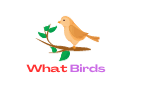What Birds
