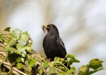 What Do Blackbirds Eat