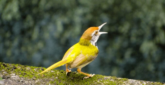 Why Do Birds Chirp In The Morning