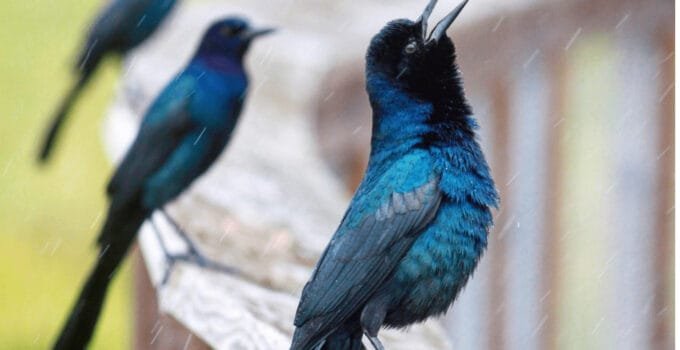Why Do Birds Sing