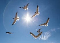 Why Do Birds Fly In Circles