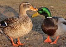 Why Do Birds Bob Their Heads