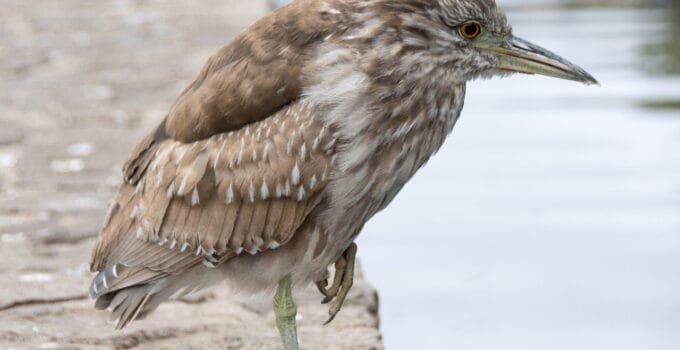 Why Do Birds Stand On One Leg