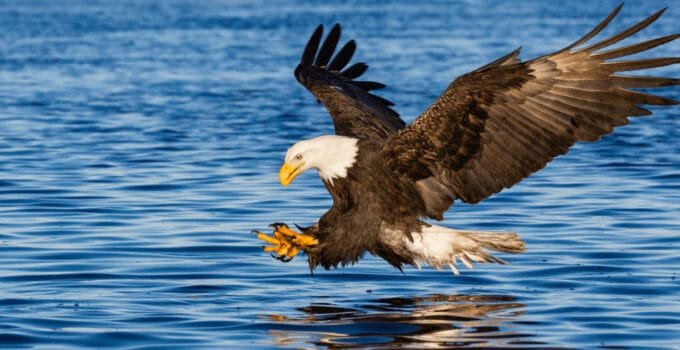 What Birds Eat Fish