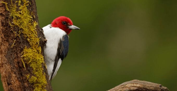What Birds Have Red Heads