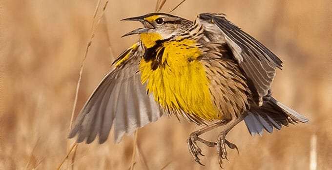Birds That Whistle
