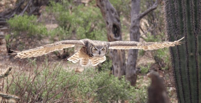 Birds That Attack Humans