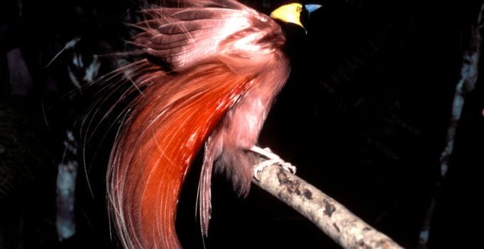 Birds That Dance