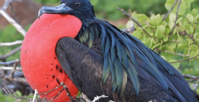 Birds That Puff Up