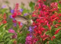 How to Attract Hummingbirds to My Garden How to Attract Hummingbirds to My Garden