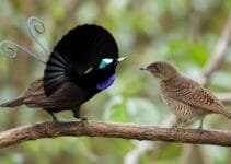 How to Recognize Bird Courtship Displays