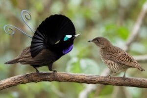 How to recognize bird courtship displays