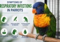 Symptoms of Respiratory Infections in Parrots