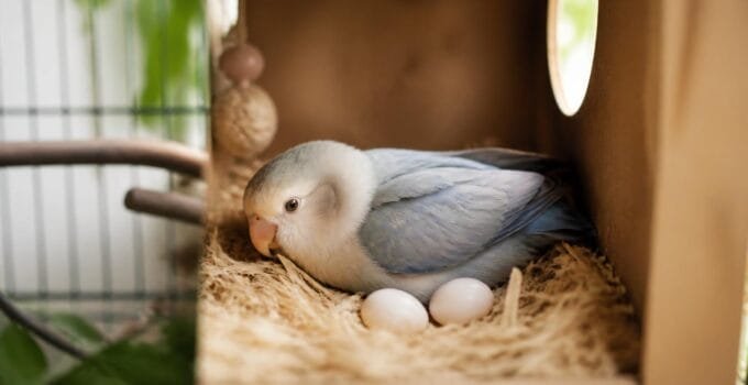 What Causes Egg Binding in Pet Birds?