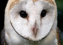 Barn Owl Barn Owl