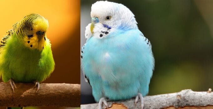 Why Does My Budgie Fluff Up When I Talk to It