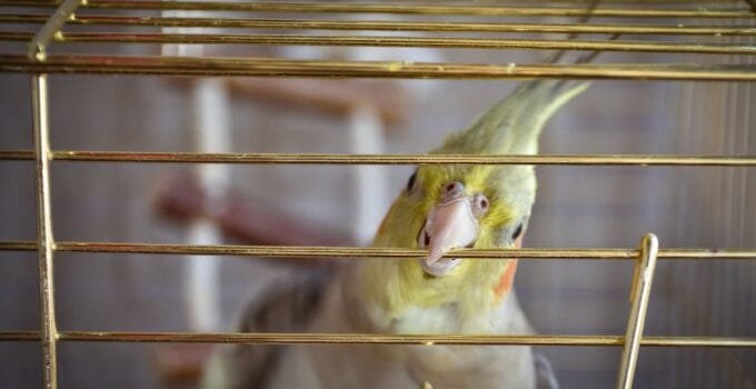 Stop Cockatiel From Biting the Cage Bars