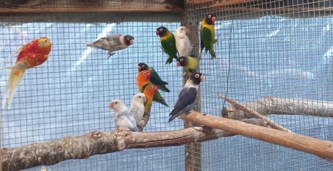 Can Lovebirds Live Peacefully With Finches?