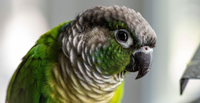 Why Is My Green Cheek Conure Sleeping on the Bottom of the Cage