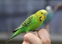 How to Tell If a Parakeet Is Bonded to You How to Tell If a Parakeet Is Bonded to You