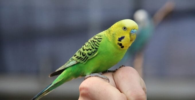 How to Tell If a Parakeet Is Bonded to You
