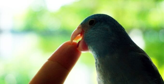 Signs Your Bird Is Angry at You