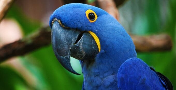 How to Calm Down a Hyperactive Parrot