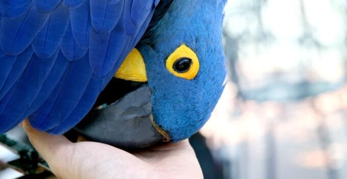 Why Does My Bird Rub Its Beak on Me